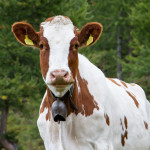 Adventure, Europe, France, Haute Route, Hiking, Sports, Switzerland, event