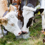 Adventure, Europe, France, Haute Route, Hiking, Sports, Switzerland, event