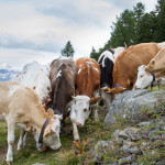 Adventure, Europe, France, Haute Route, Hiking, Sports, Switzerland, event