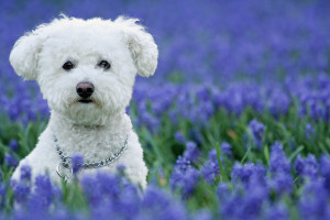 Yuki in the Blue Bells