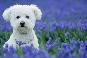 @pet, Animals, Bichon Frise, Bluebells, Dog, Flowers, Landscape, Lockridge Park, Pet, Purple Hyacinth, Wildlife, Yuki, canine, dog, dogs, feature, pet, smugmug, yukes