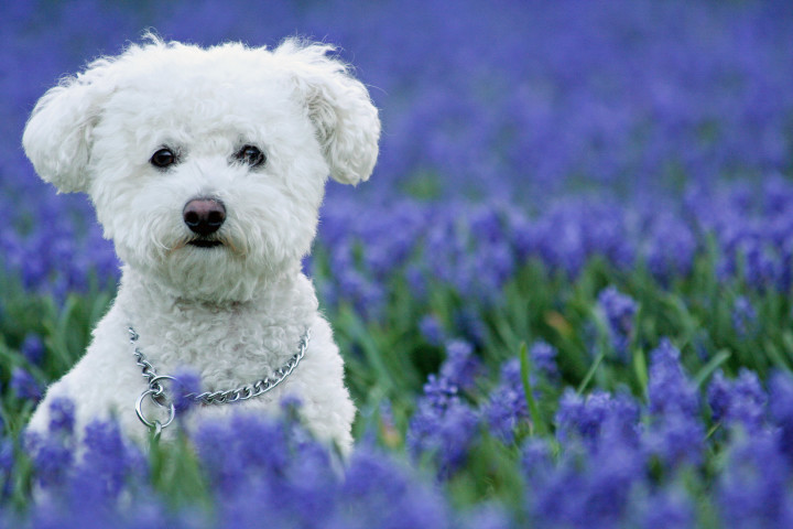 @pet, Bichon Frise, Bluebells, Flowers, Landscape, Lockridge Park, Purple Hyacinth, Yuki, canine, dog, dogs, feature, pet, yukes