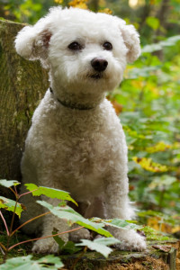 @Places, @pet, Adirondacks, Animals, Bichon Frise, Dog, Lake Clear, New York, Pet, United States, VIC, Wildlife, Yuki, canine, dog, dogs, pet, smugmug, yukes