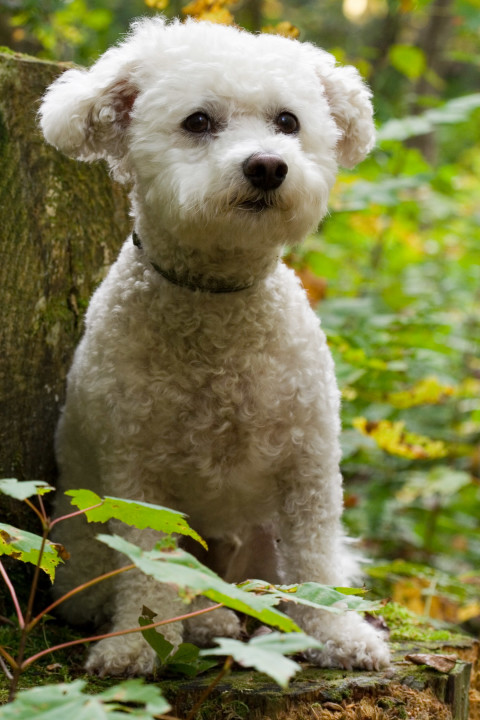 @Places, @pet, Adirondacks, Bichon Frise, Lake Clear, New York, United States, VIC, Yuki, canine, dog, dogs, pet, yukes
