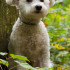 @Places, @pet, Adirondacks, Animals, Bichon Frise, Dog, Lake Clear, New York, Pet, United States, VIC, Wildlife, Yuki, canine, dog, dogs, pet, smugmug, yukes