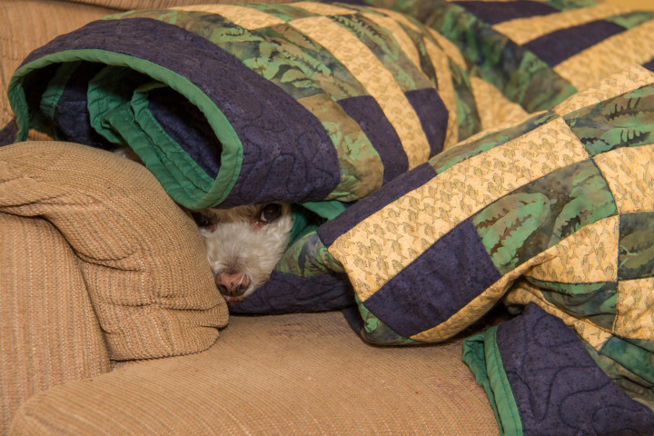 @Places, Animals, Bichon Frise, Christmas, Dog, Holidays, Home, Pet, Wildlife, Xmas, Yuki, yukes