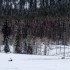 Canada, banff, lake louise, mountain, rockies
