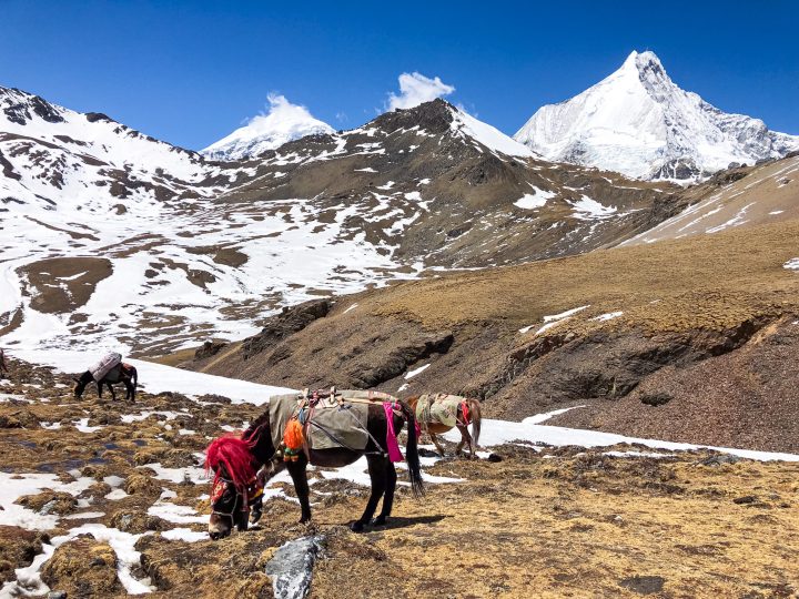 Pack Horses on way to Nyele Pass